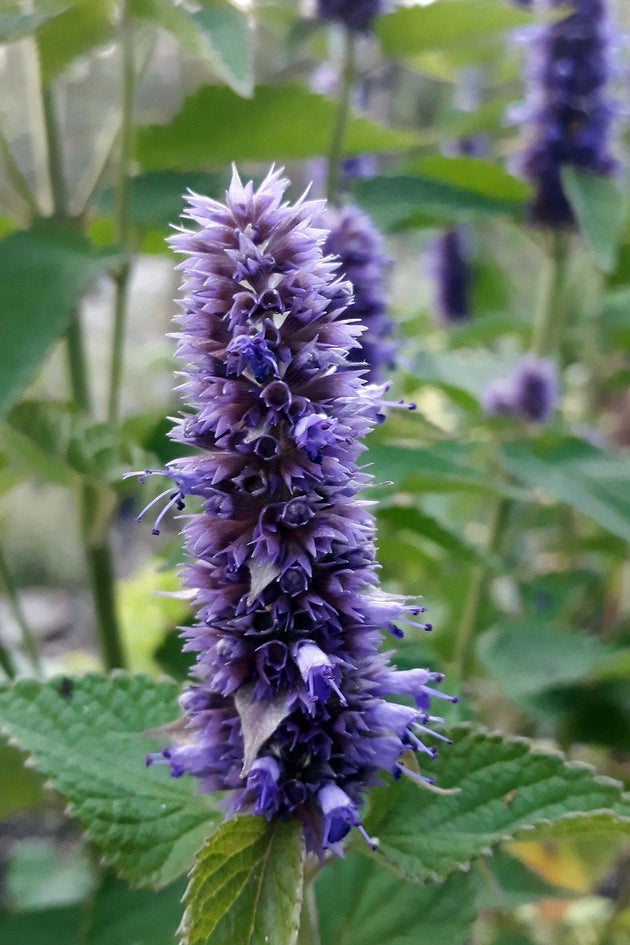 dropplant_kennisbank