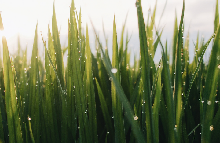 Graszaad: Veelgestelde vragen
