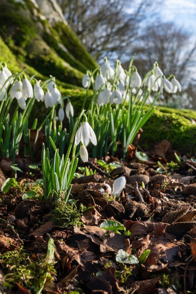 Februari tuinkalender