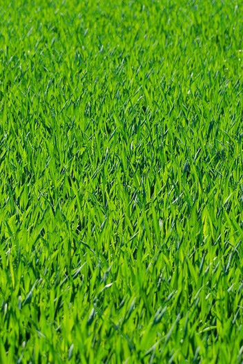 Engels raaigras - Lolium perenne – Mulder Retail B.V.