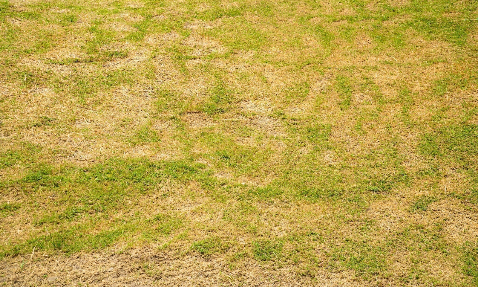 Geel gras
