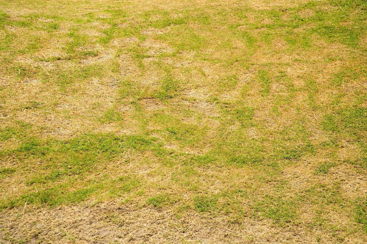 Geel gras