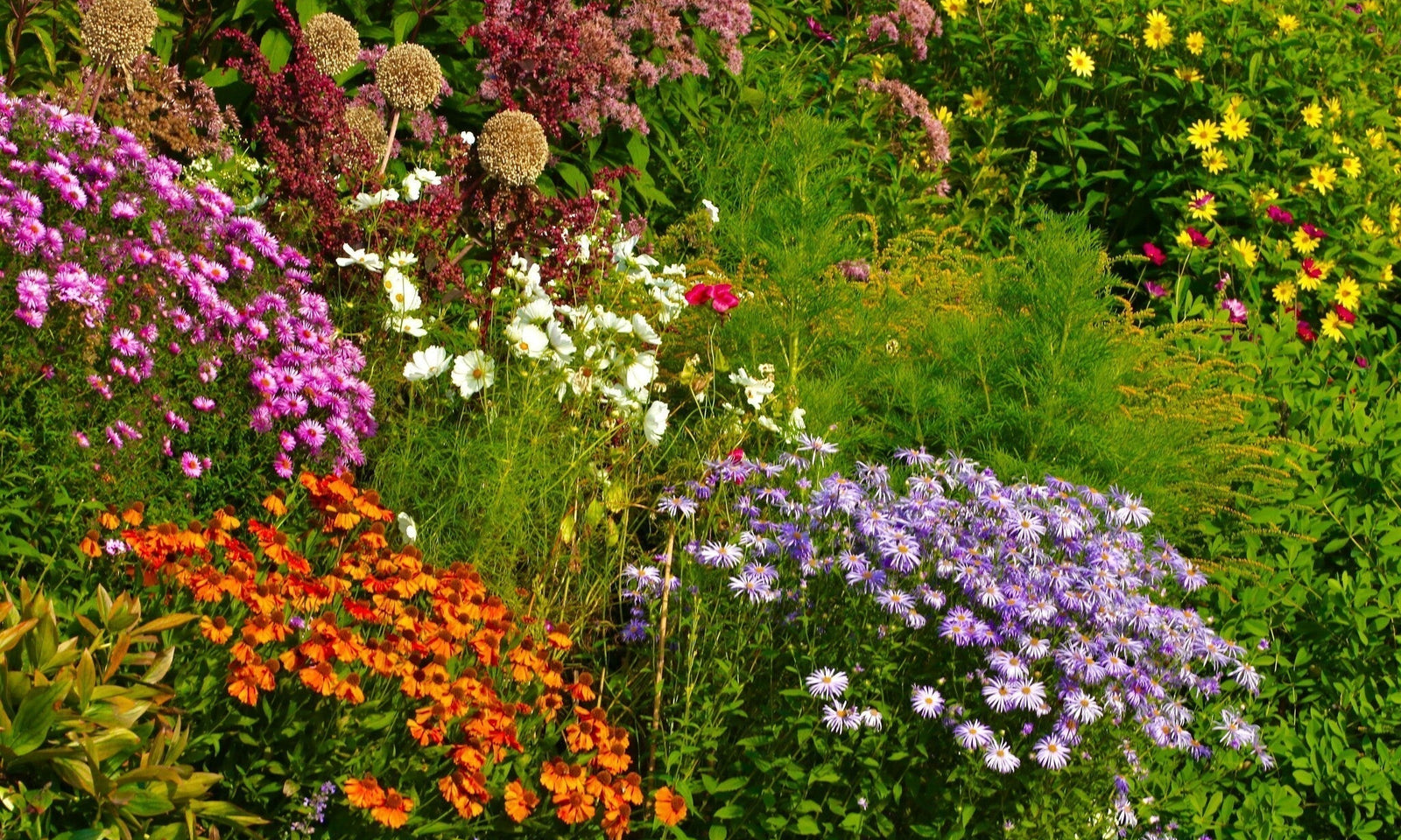 Geurende planten in de tuin