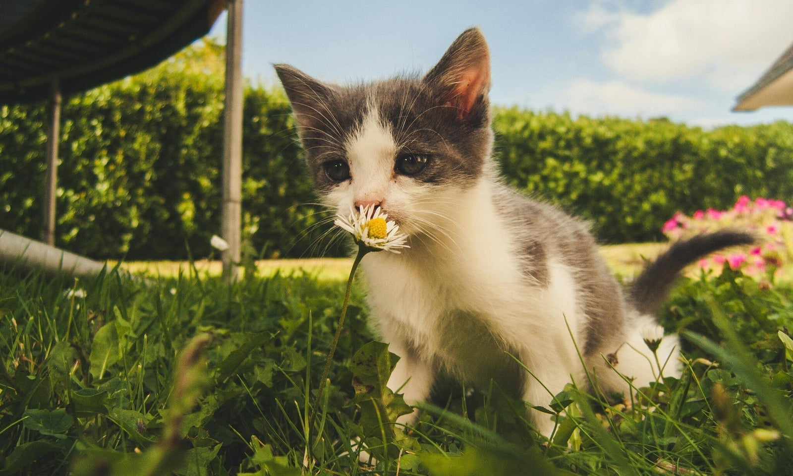 Giftige planten voor katten