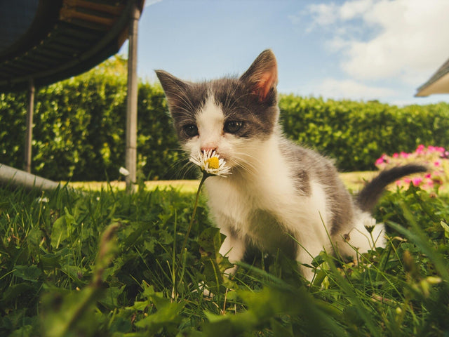 Giftige planten voor katten