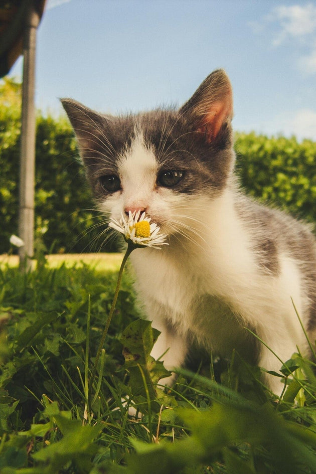Giftige planten katten
