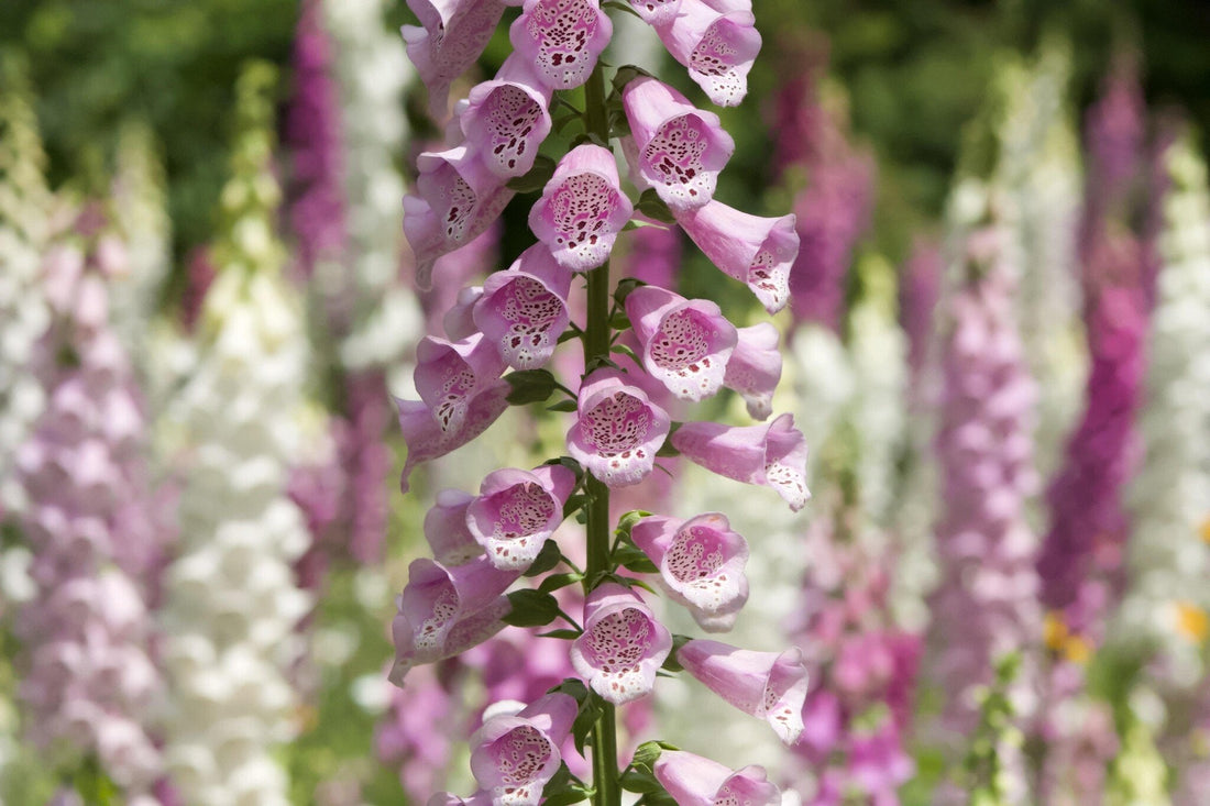 Tuinkalender juni. De tuin op z’n mooist.