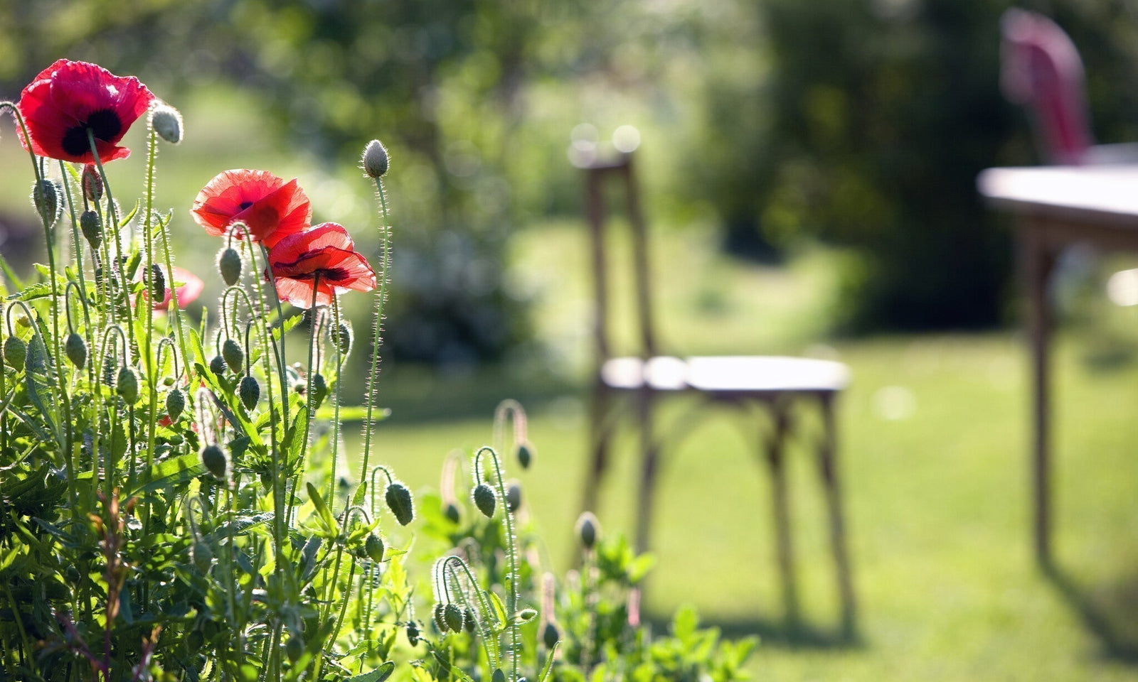 Een groene tuin in 5 eenvoudige stappen