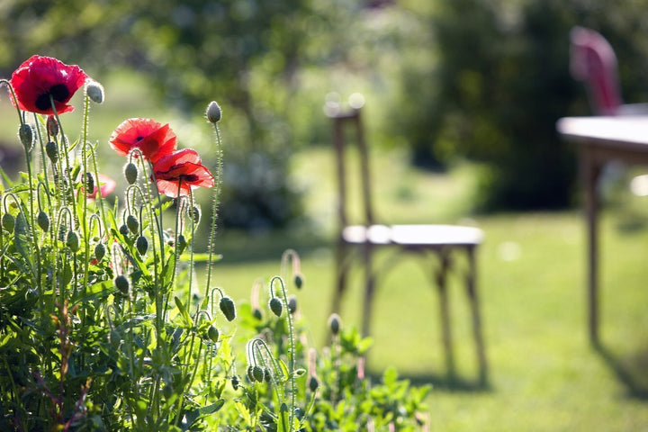 Een groene tuin in 5 eenvoudige stappen