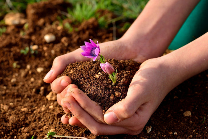 Hoe snel komen bloemzaadjes uit?