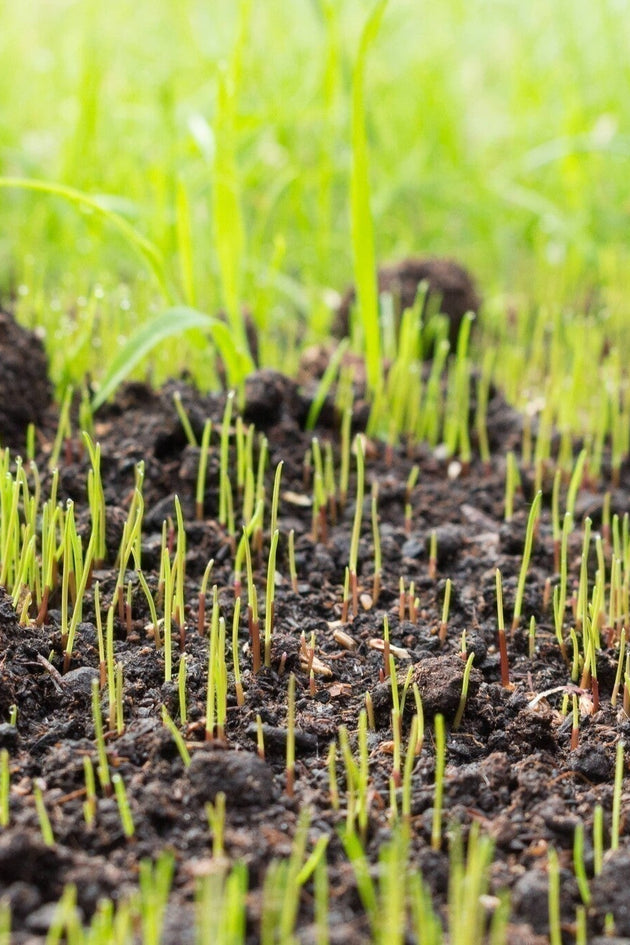Hoelang duurt het ontkiemen van graszaad