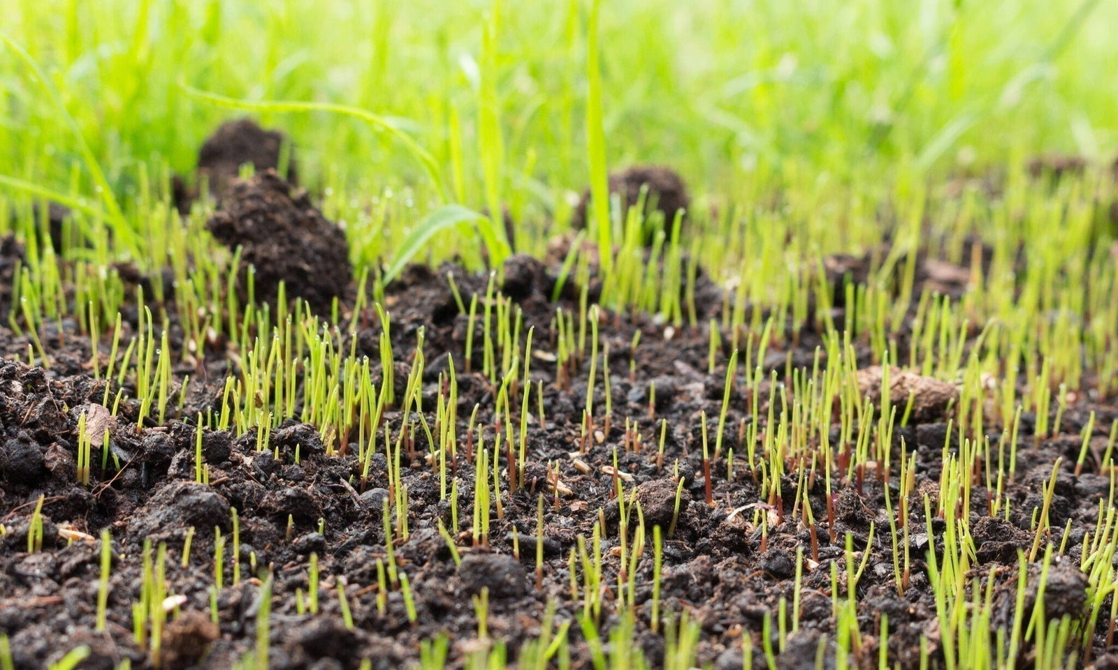 Hoelang duurt het ontkiemen van graszaad?