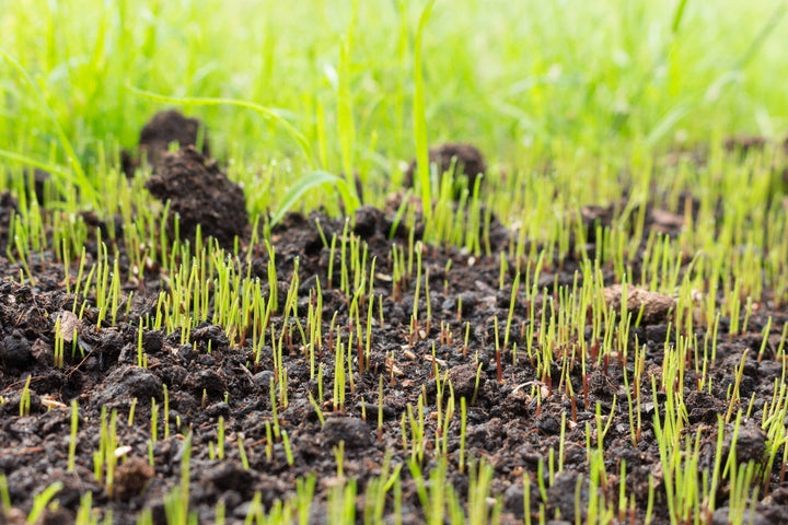 Hoelang duurt het ontkiemen van graszaad?
