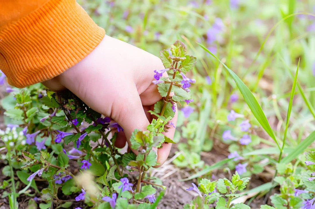 Hondsdraf in je gazon bestrijden