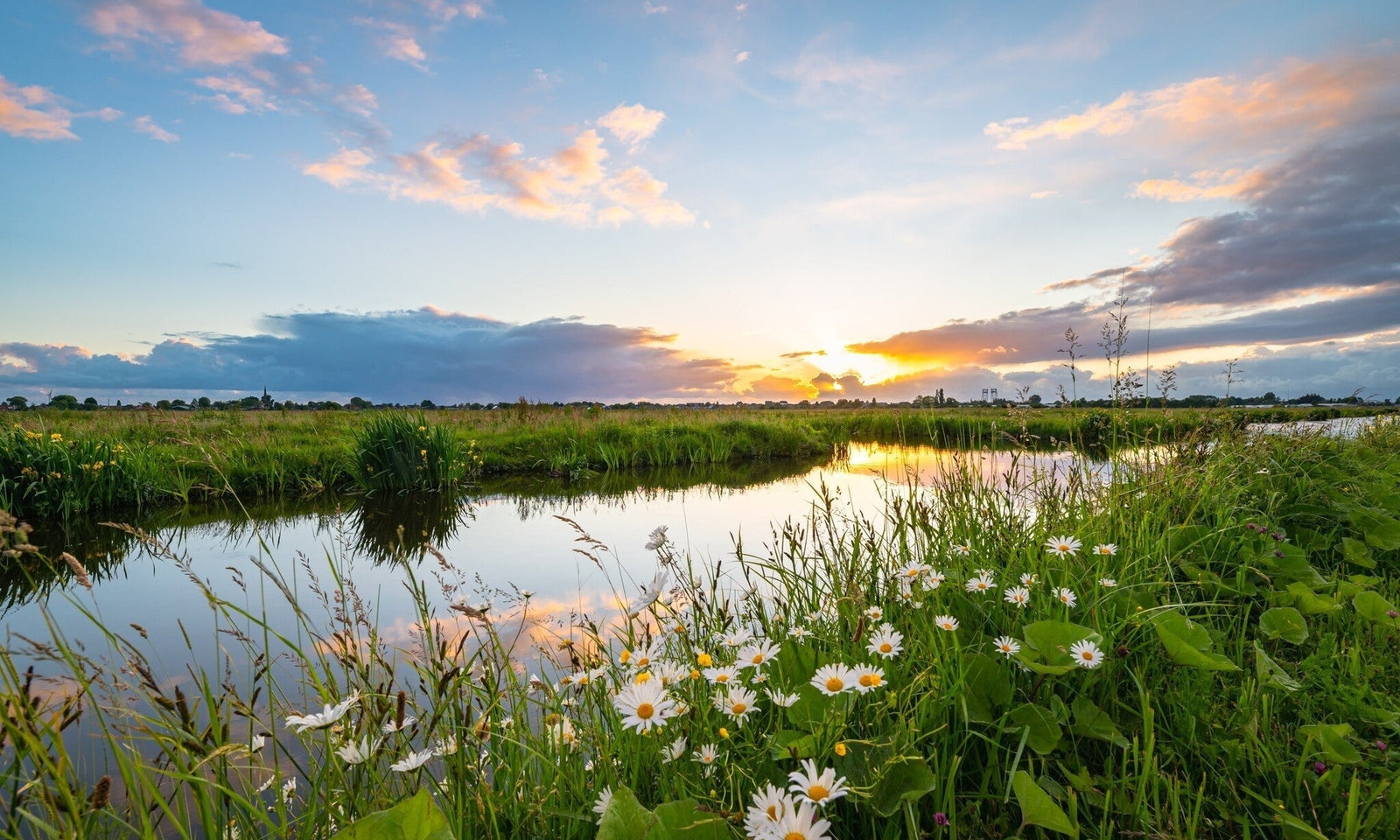 In de spotlight: inheemse planten