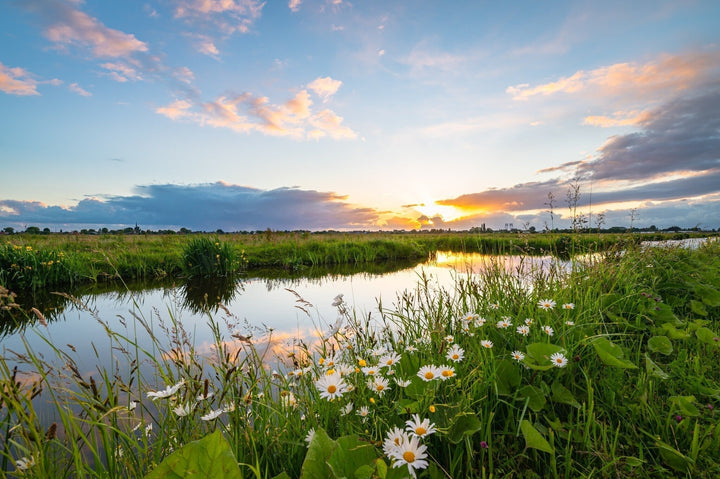 In de spotlight: inheemse planten