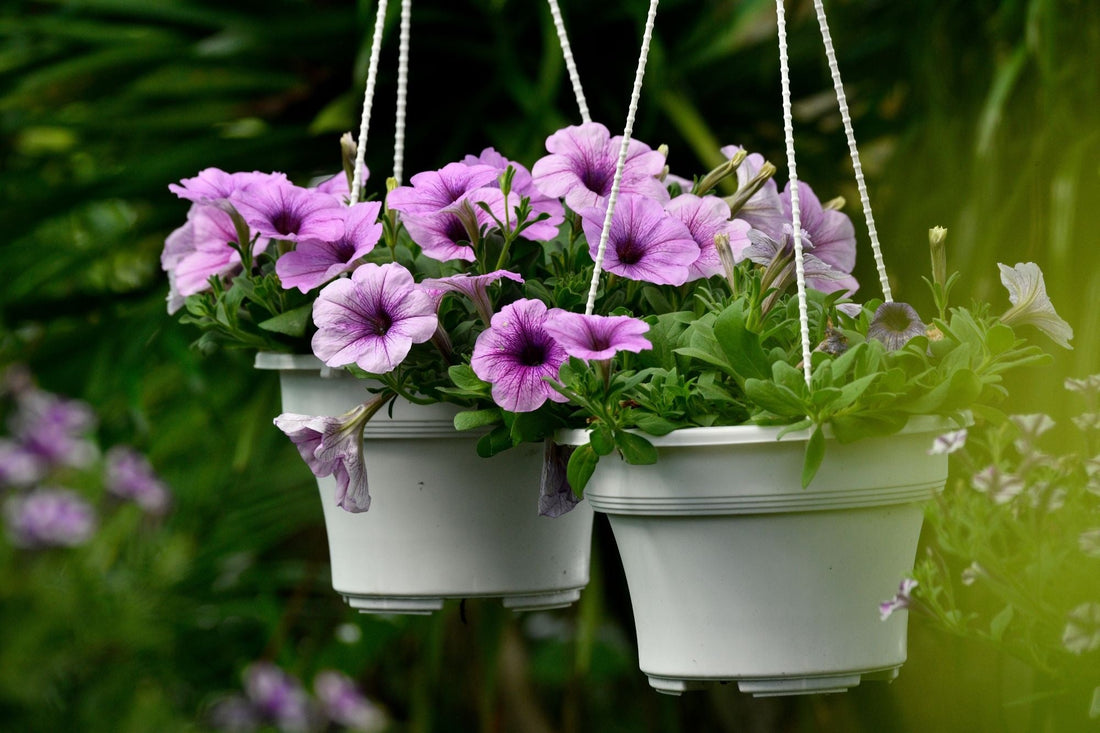 kennisbank-petunia-zaaien