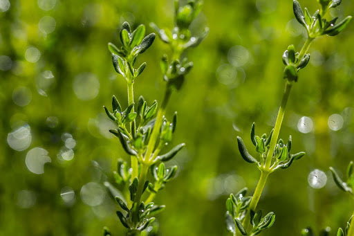 kennisbank-tijm-thymus