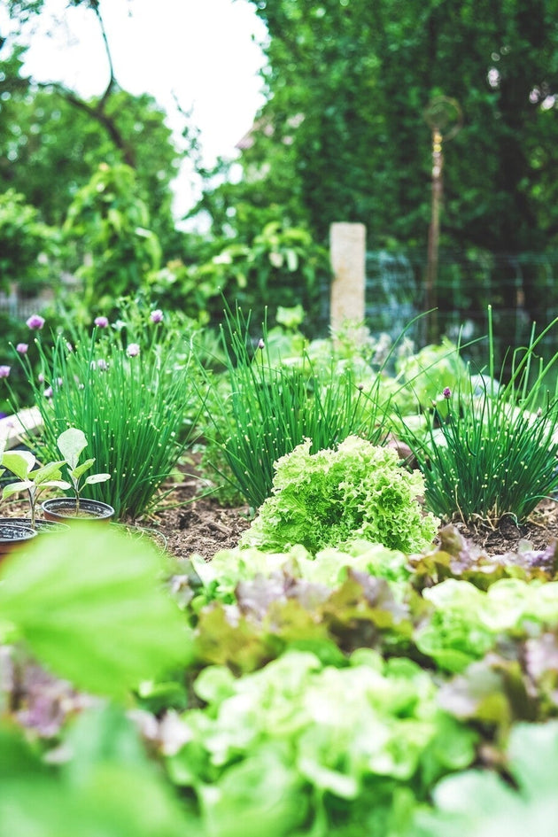 Kruidentuin1