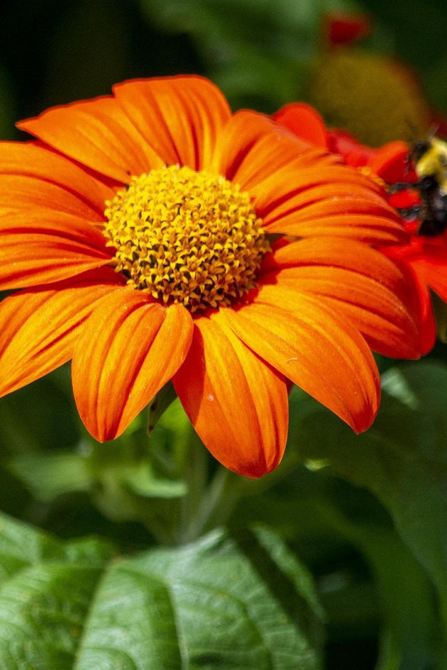 mexicaanse_zonnebloem_kennisbank