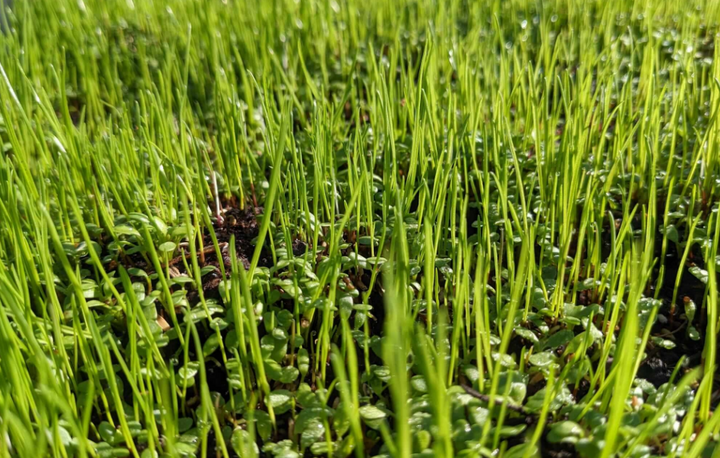 Microklaver: een duurzaam gazon aanleggen