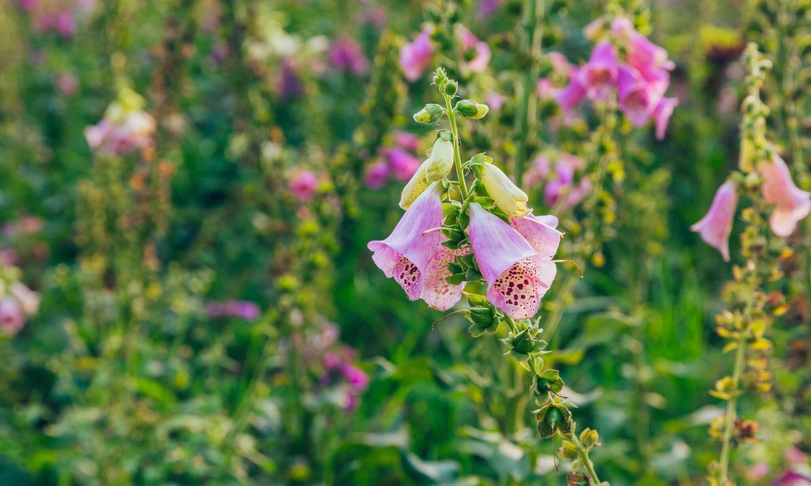 Onmisbare wilde bloemen voor je bloemenweide