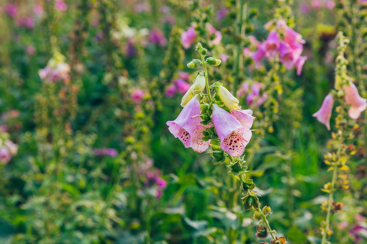Onmisbare wilde bloemen voor je bloemenweide