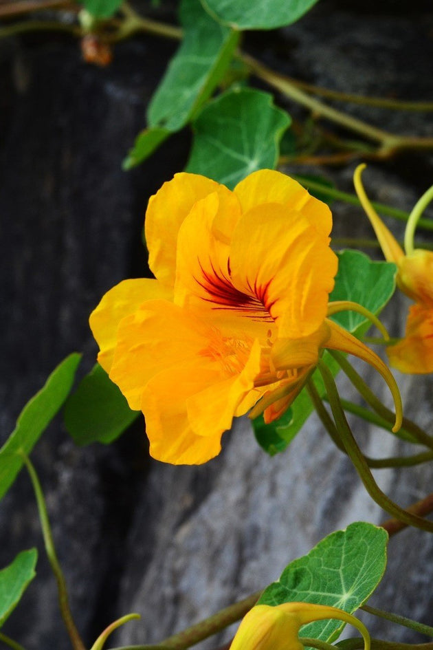 Oost-Indische_kers_Kennisbank