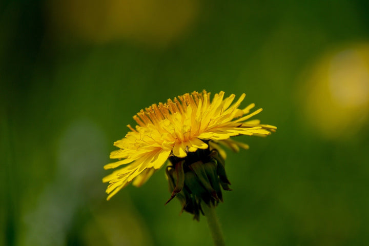 Paardenbloem - Taraxacum officinale