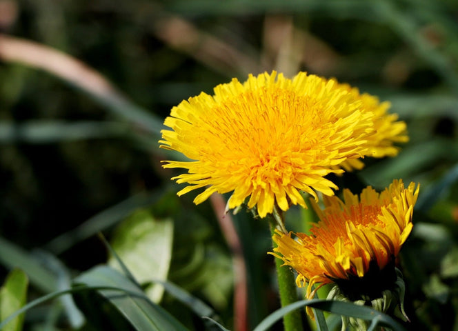 Paardenbloemen in het gazon verwijderen en bestrijden