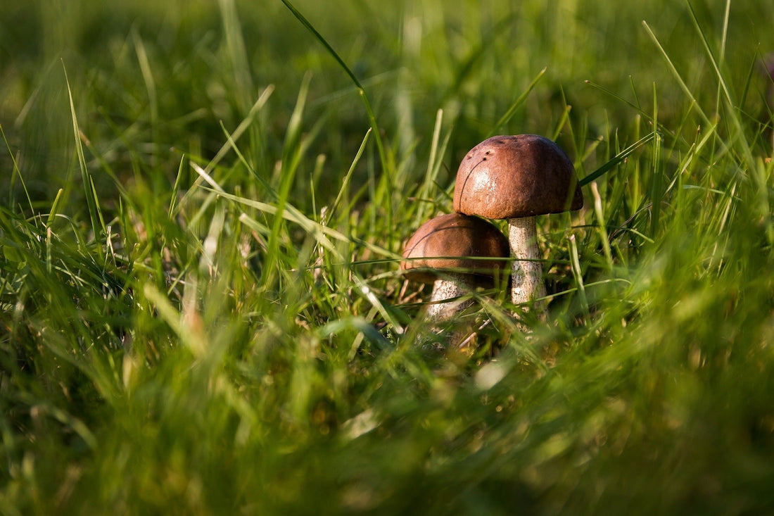 Paddenstoel in gras