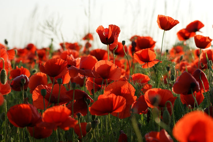 Papaver