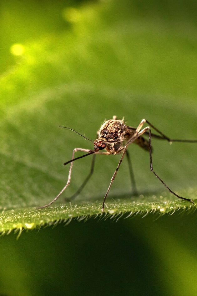 Planten tegen muggen