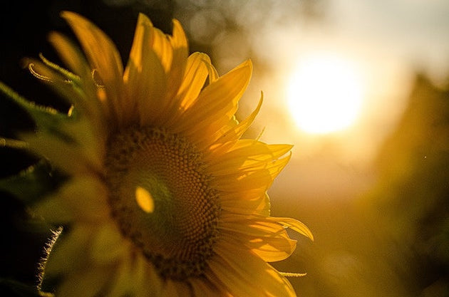 Planten volle zon