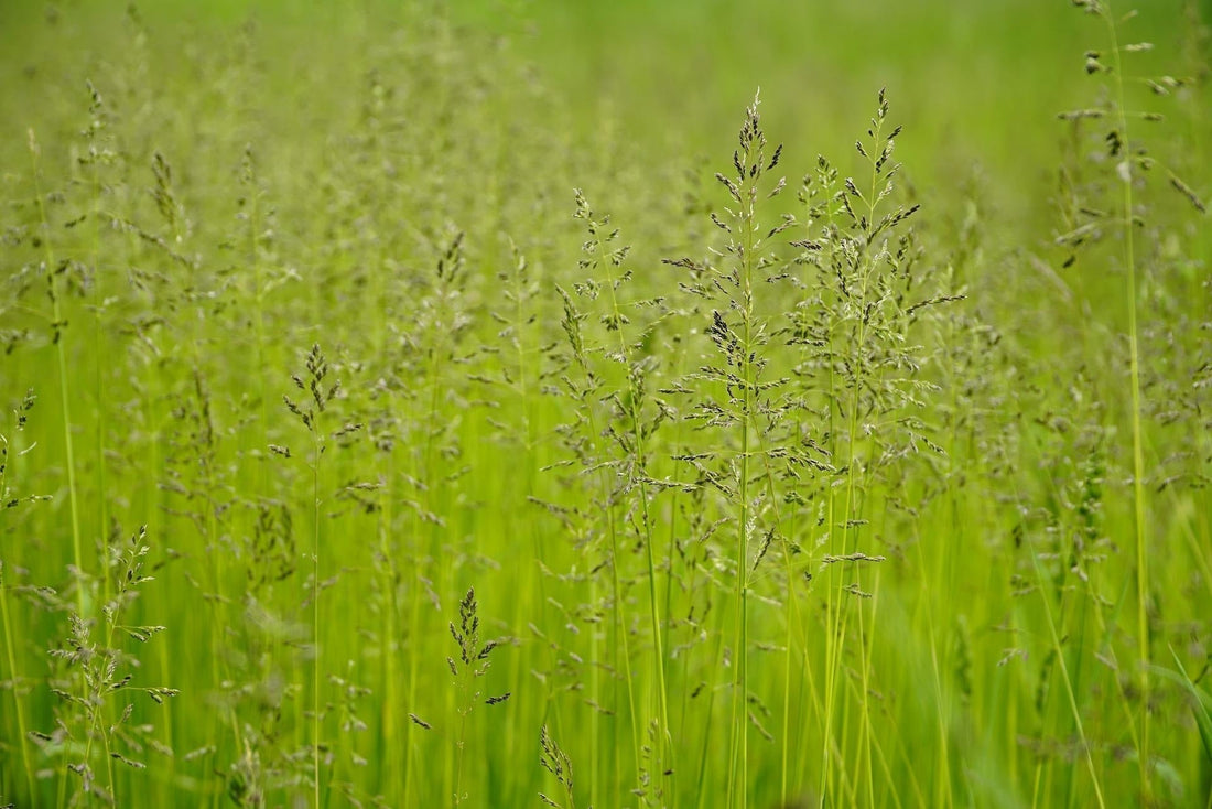 Poa_pratensis_veldbeemdgras_kennisbank