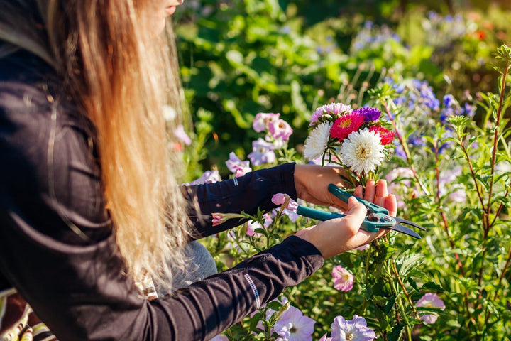 Populaire snijbloemen voor in de tuin