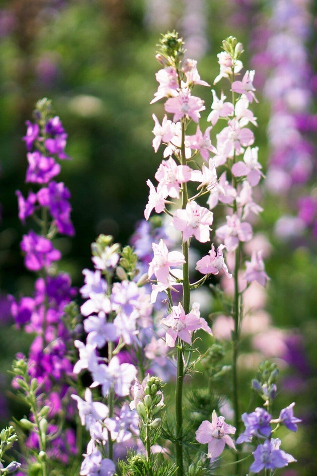 Ridderspoor - Delphinium