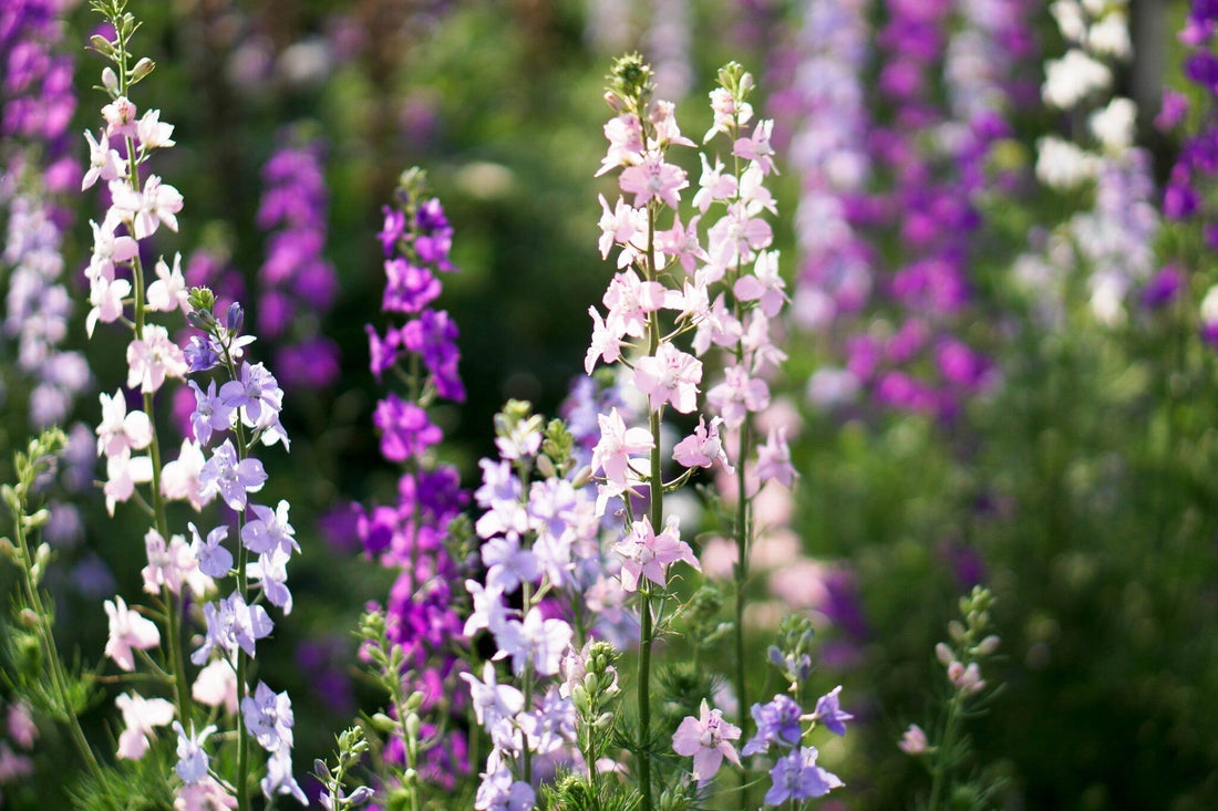 Ridderspoor - Delphinium