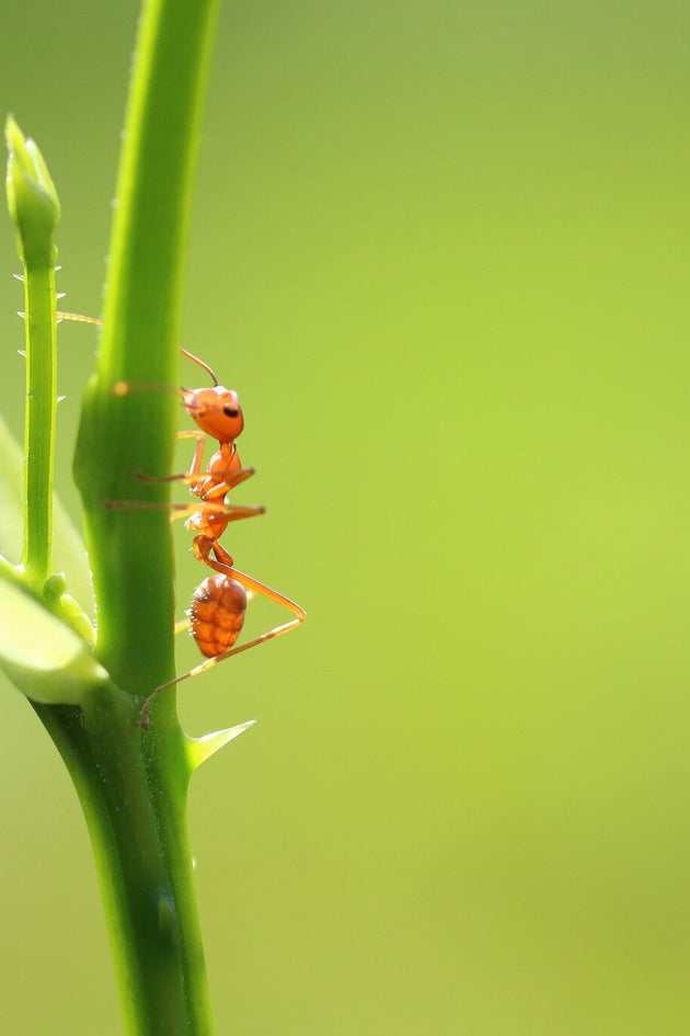 Rode mieren in het gazon