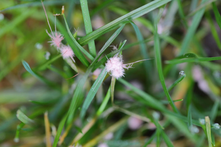 Rooddraad in het gazon bestrijden
