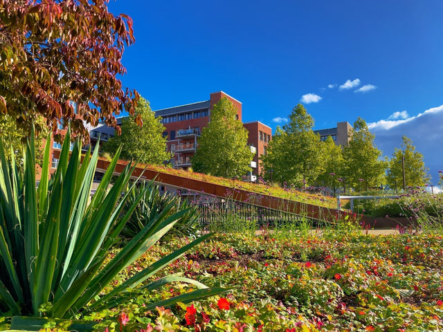 Zelf een sedumdak aanleggen