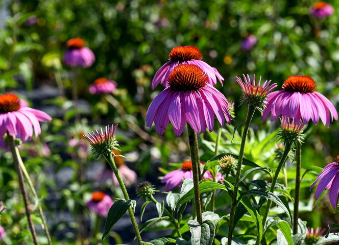 Zaaikalender september