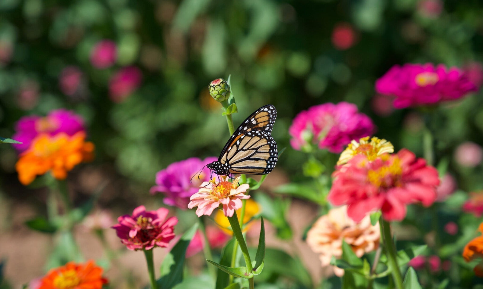 Tips om meer vlinders in de tuin te krijgen