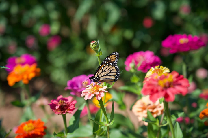 Tips om meer vlinders in de tuin te krijgen