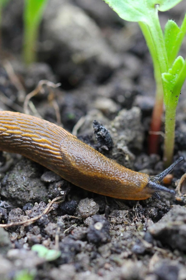 Slakken bestrijden