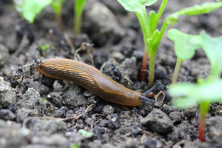 Slakken bestrijden op een natuurlijke manier