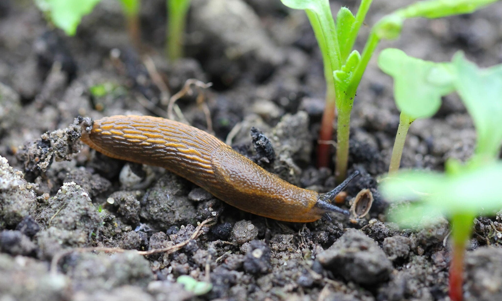 Slakken bestrijden op een natuurlijke manier