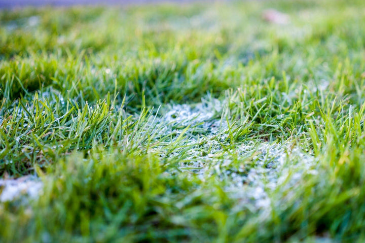 Sneeuwschimmel in het gras behandelen
