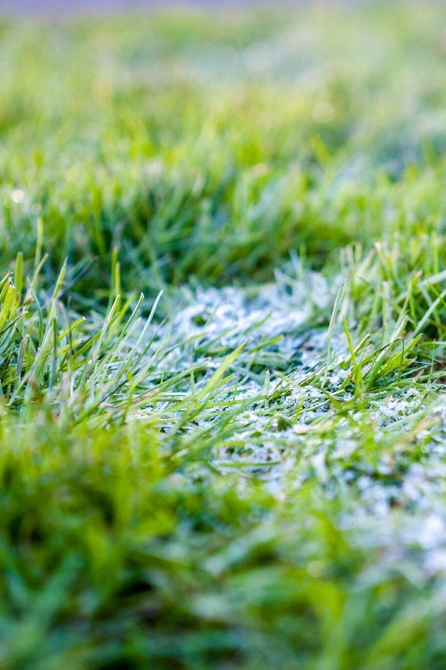 Sneeuwschimmel bestrijden