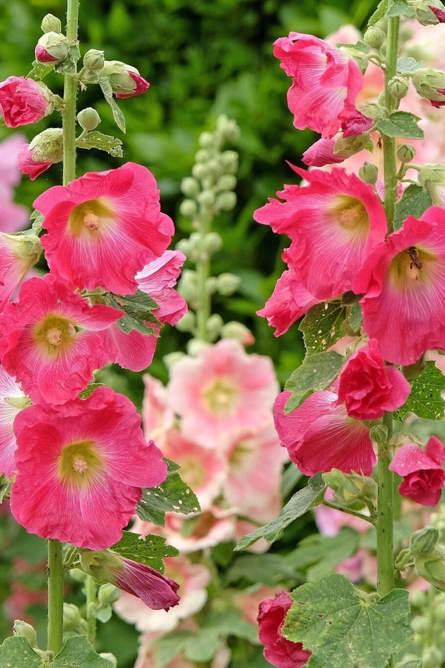 Stokroos alcea rosea